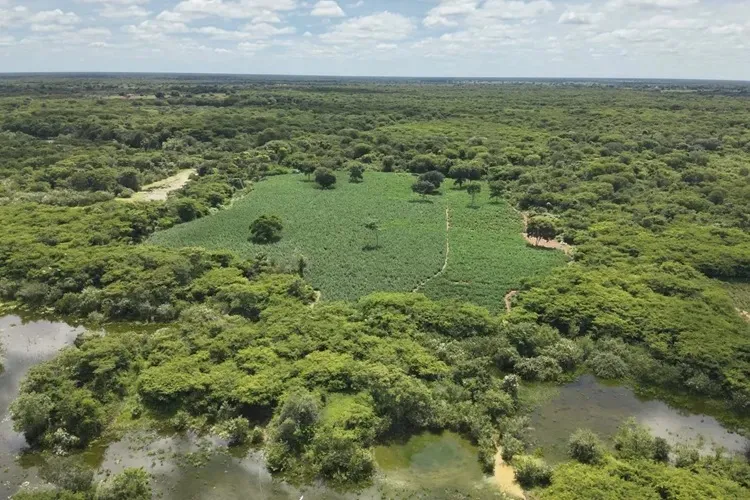 Carinhanha: Lavoura com 50 mil pés de maconha era irrigada pelo Rio São Francisco