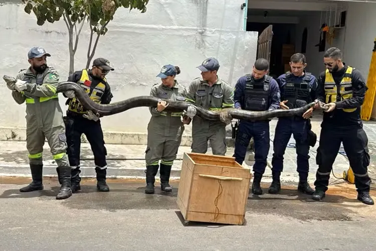 Sucuri de quase 5 metros de comprimento é capturada em Euclides da Cunha