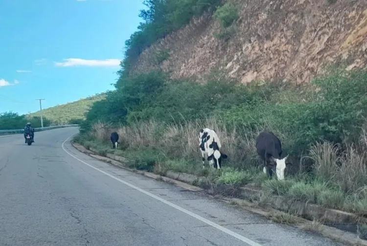 BA-148: Animais soltos entre Rio de Contas e Livramento sinalizam grande perigo