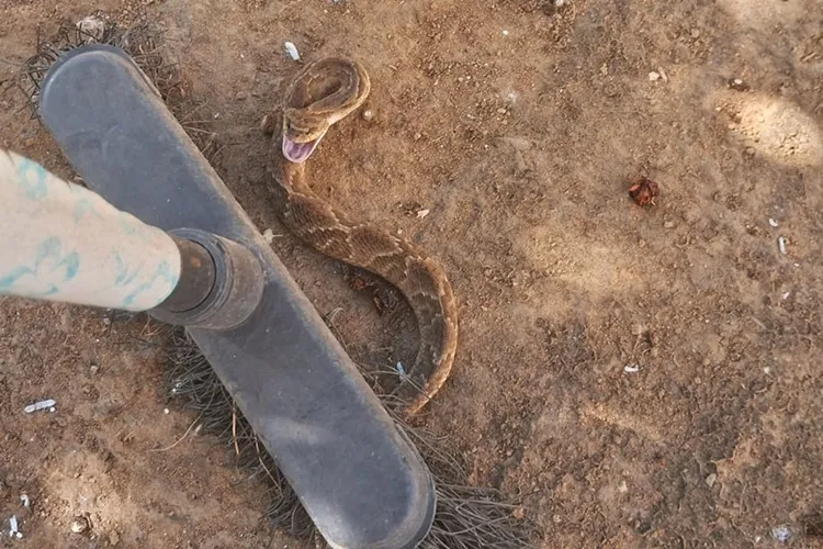 Cobra boipeba é capturada em Livramento de Nossa Senhora