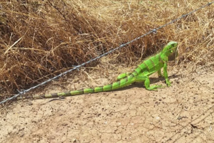 20º BBM resgata iguana que transitava em via pública de Bom Jesus da Lapa