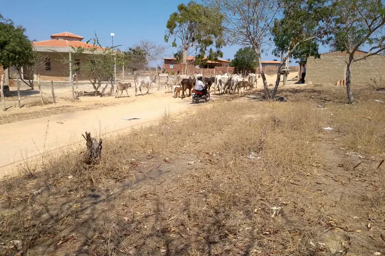 Bahia é o estado com maior população rural do país, aponta IBGE