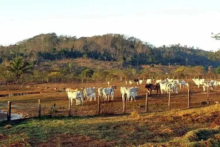 Guanambi: Secretaria de Agricultura convoca pecuaristas para instrução sobre a raiva