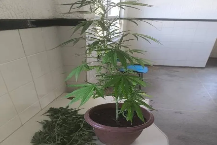 17º BPM apreende cinco pés de maconha cultivados dentro de casa em Urandi