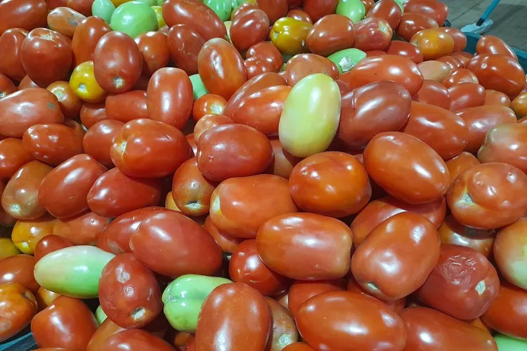 Grande produção de tomate faz preço do fruto despencar no Sertão Produtivo da Bahia