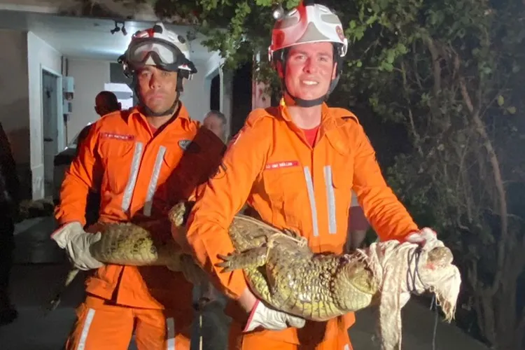 Jacaré é resgatado em jardim de residência na cidade de Guanambi