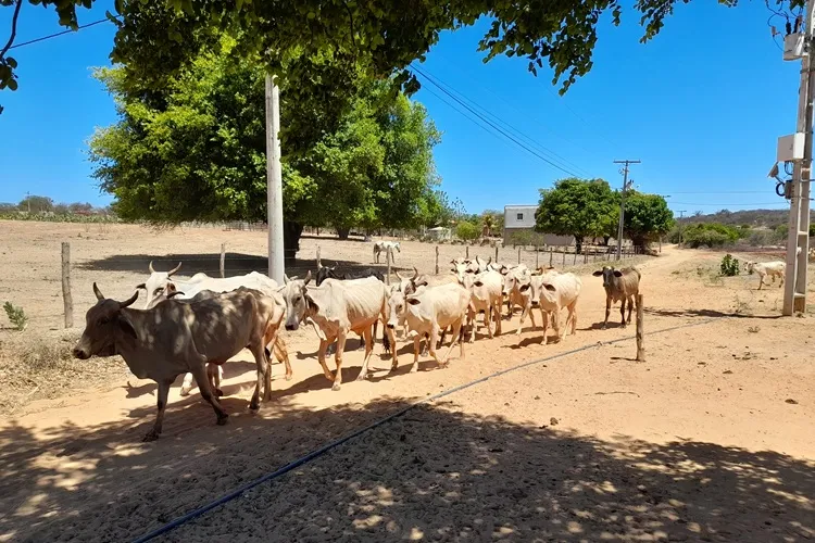 Mais de mil famílias são afetadas pela seca em Malhada de Pedras