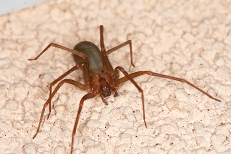 Picadas de aranhas são segunda causa de envenenamento no país