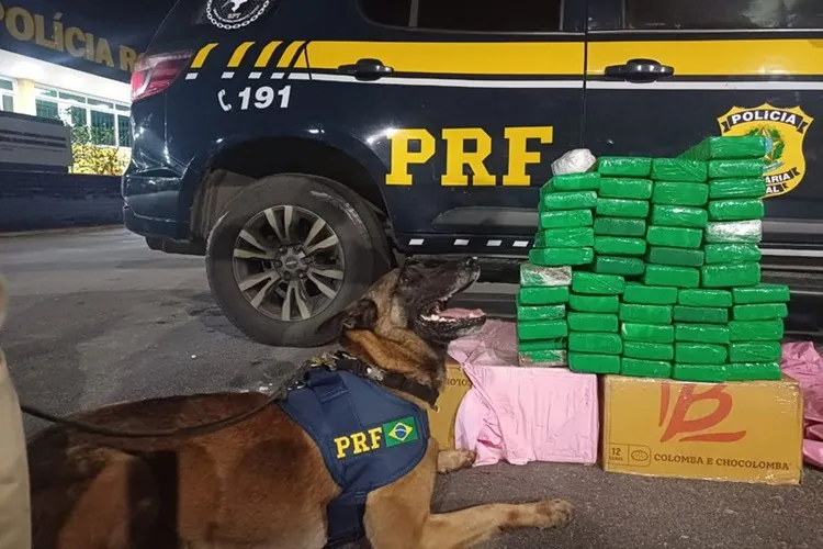 Vitória da Conquista: PRF apreende 50 kg de maconha no combate ao tráfico de drogas