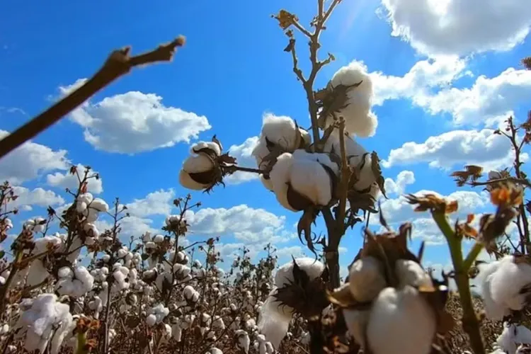 Brasil ultrapassa EUA e se torna maior exportador de algodão do mundo