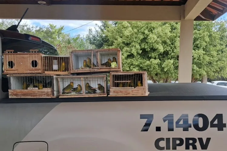 PRE apreende 48 aves silvestres dentro de veículo na BA-262 em Vitória da Conquista