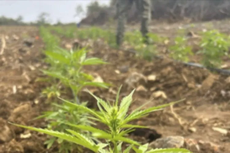 50 mil pés de maconha são encontrados e incinerados na zona rural de Iramaia