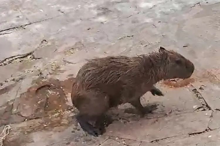 Guanambi: Capivara é resgatada em piscina de clube e devolvida ao habitat natural