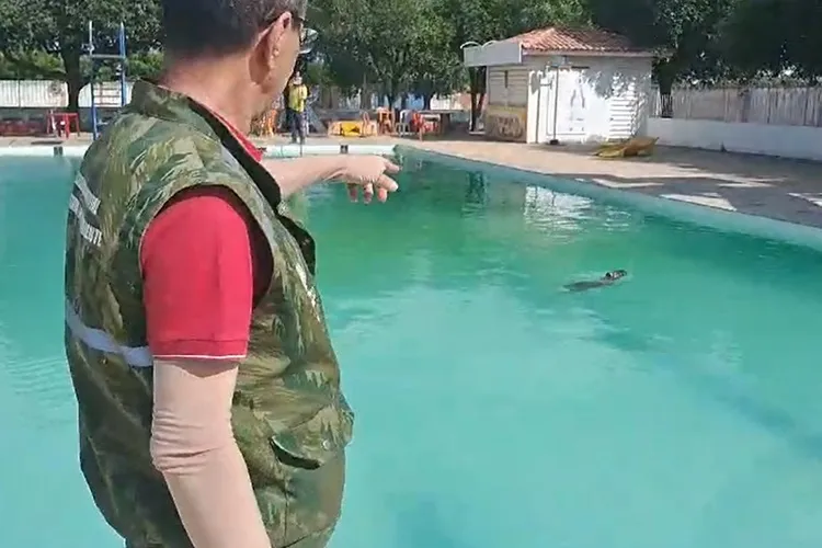 Guanambi: Capivara é resgatada em piscina de clube e devolvida ao habitat natural