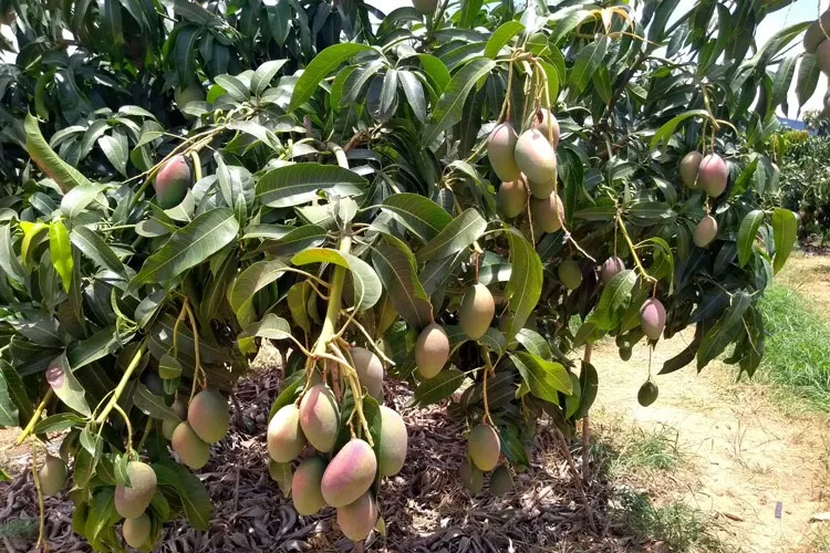 Pequena produtora tem 50 caixas de mangas furtadas em Livramento de Nossa Senhora