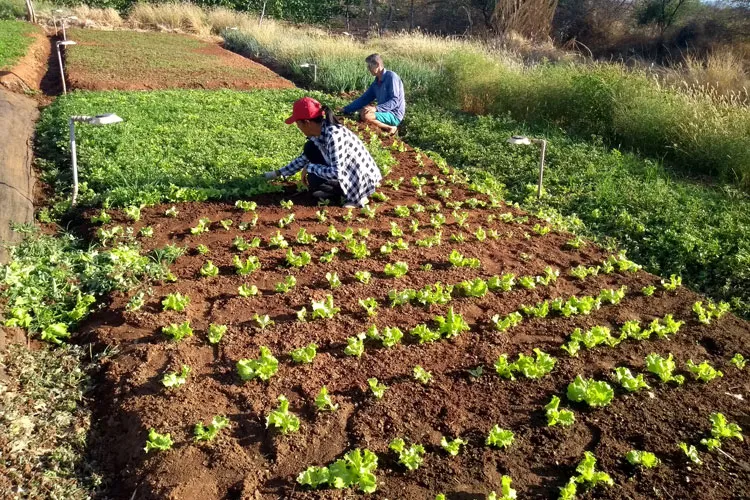 Macaúbas implementa Sistema de Segurança Alimentar e Nutricional