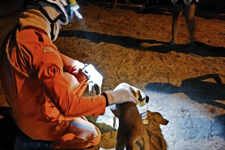 Cachorro cai em fossa de 3 metros e é resgatado pelo 20º BBM em Bom Jesus da Lapa