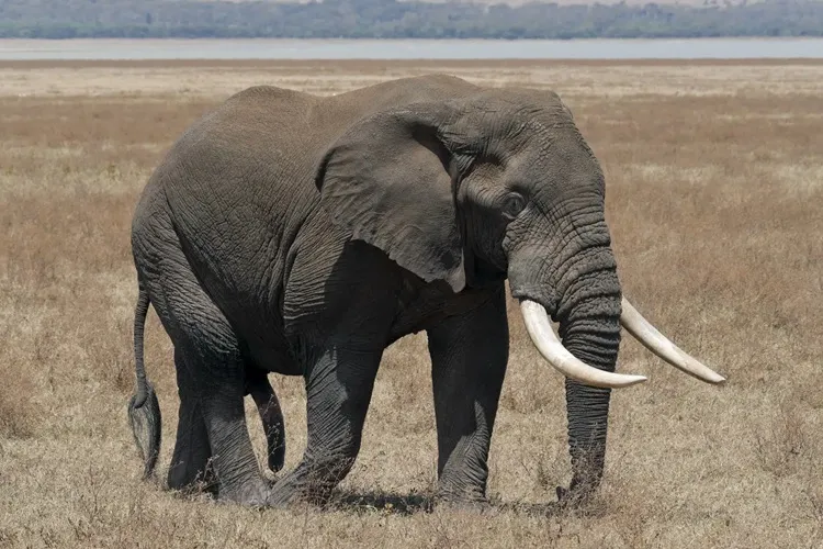 Elefante mata turista espanhola em santuário na Tailândia