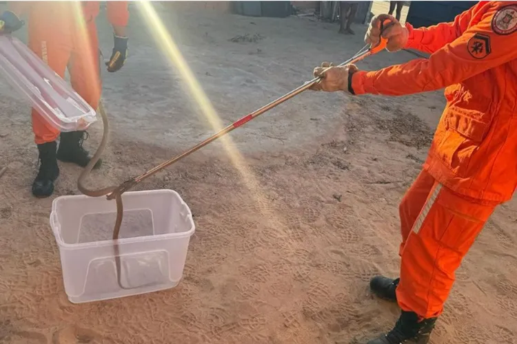 20º BBM resgata cobra em quintal de residência em Bom Jesus da Lapa