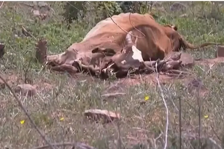 Estiagem prejudica plantações e provoca morte de animais em Feira de Santana