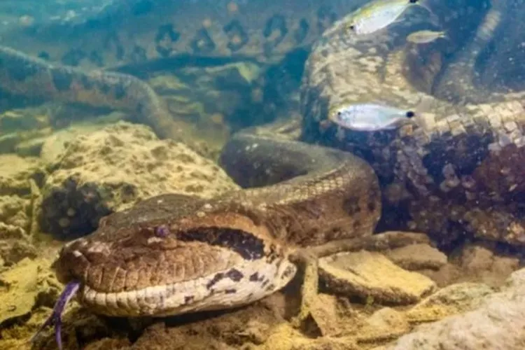 Sucuri entra em tubulação e interrompe fornecimento de água em Cordeirópolis