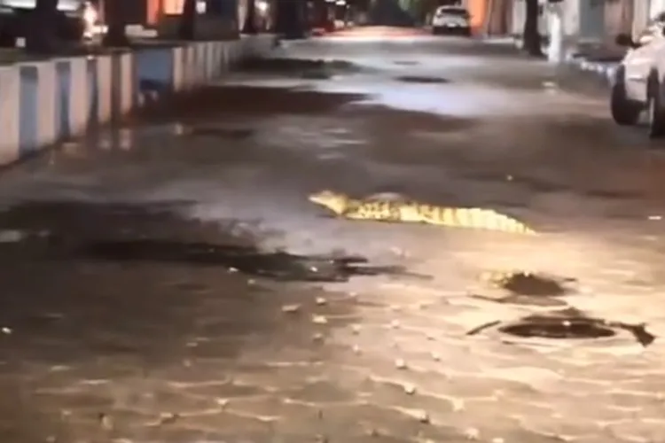 Vídeo: Jacaré surpreende moradores ao caminhar pelo centro de Tanque Novo