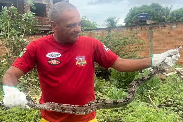 Livramento de Nossa Senhora: Jiboia é capturada em terreno baldio