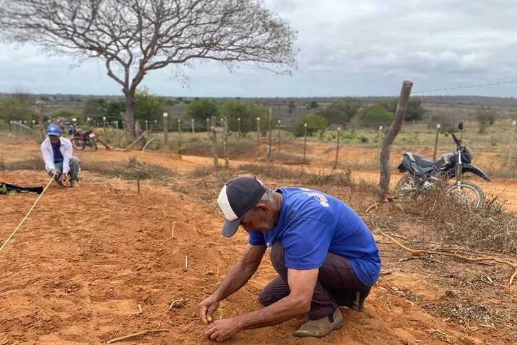 Implantação de maniveiros garante produção de mandioca no sudoeste baiano