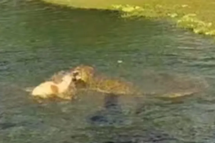 Vídeo: Cachorro tem fêmur fraturado após ser atacado por jacaré em Caculé