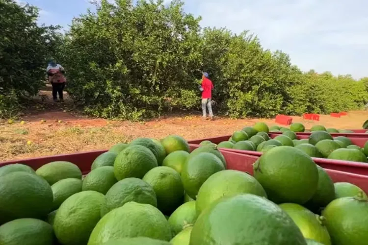 Seca histórica no Brasil eleva preços de frutas, carnes e café