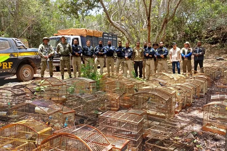 965 animais silvestres são resgatados na 'Operação Rotas da Fauna Chapada'