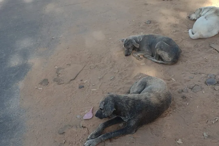 Cães errantes com sarna causam preocupação com a saúde pública em Brumado