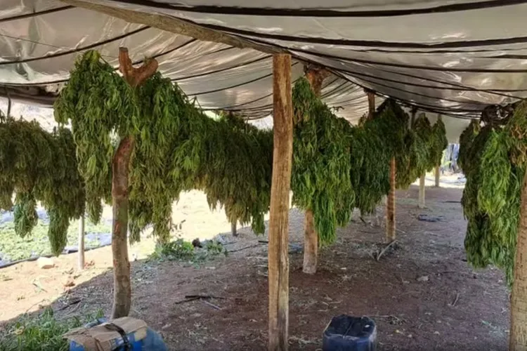 Laboratório de maconha é desarticulado em Irecê