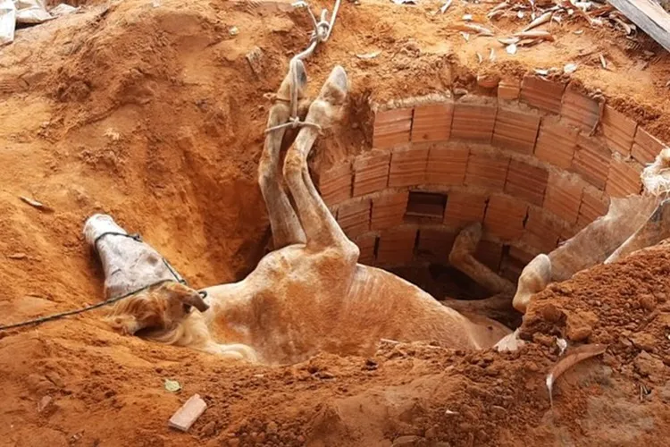 Bombeiros resgatam cavalo que caiu em fossa na cidade de Santa Maria da Vitória