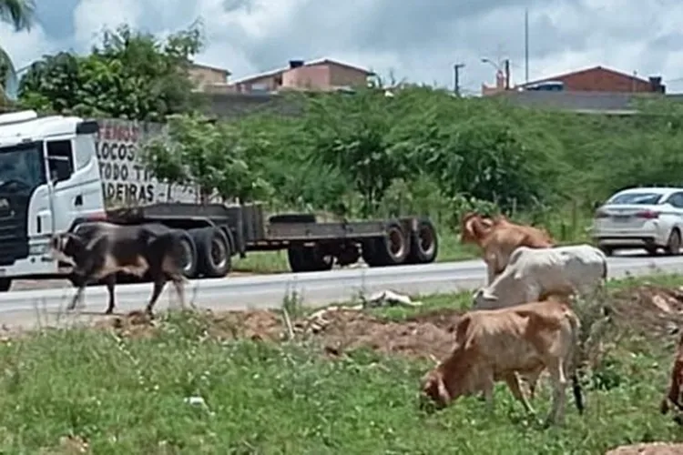 Animais soltos na BA-262 entre Anagé e Vitória da Conquista causam preocupação