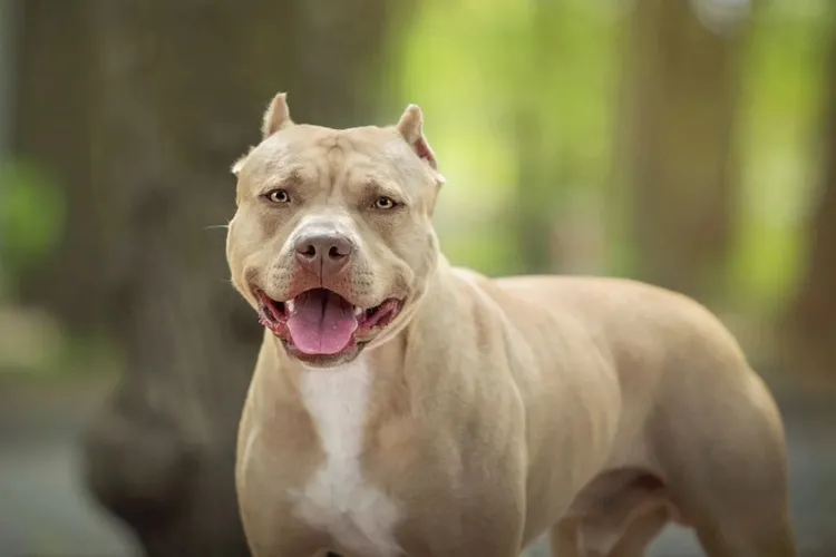 Cachorro atira no próprio dono em caso inusitado nos EUA