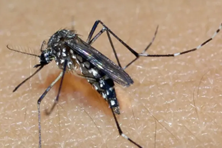 Ministério da Saúde lança campanha contra dengue, zika e chikungunya