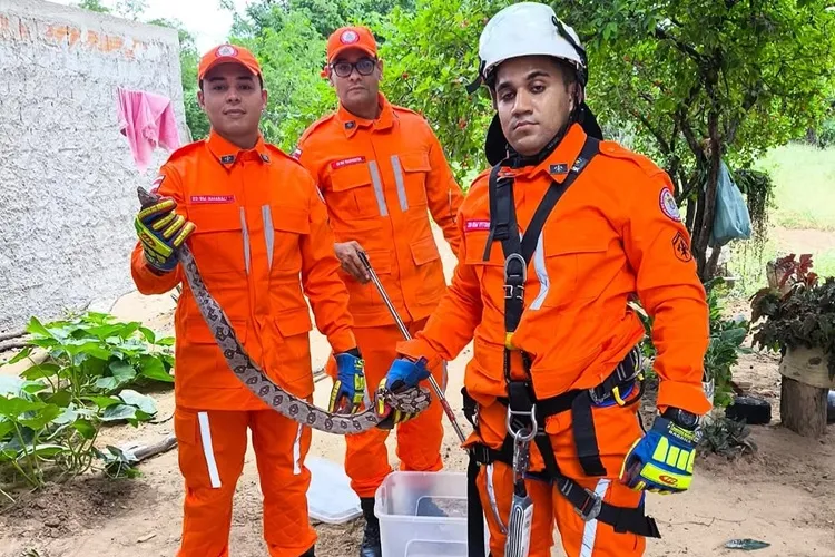 Bombeiros resgatam jiboia de árvore em Bom Jesus da Lapa