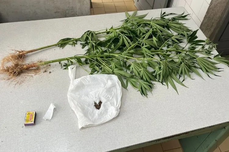 Mulher é detida por cultivo de maconha no quintal de casa em Macaúbas