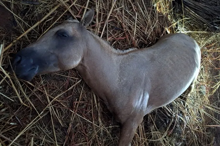 Cavalo é atingido por raio durante fortes chuvas e morre em Palmas de Monte Alto