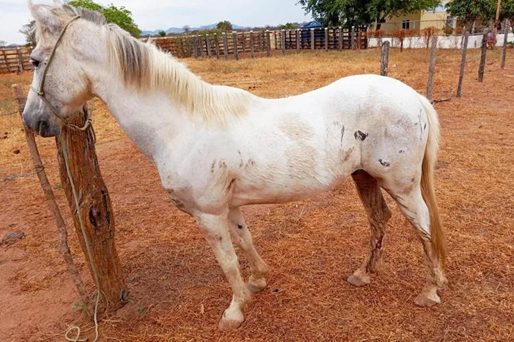 SMTran recolhe cavalos abandonados em via pública na cidade de Guanambi