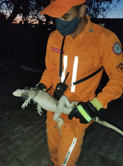 Bombeiros resgatam iguana no Hemocentro de Barreiras