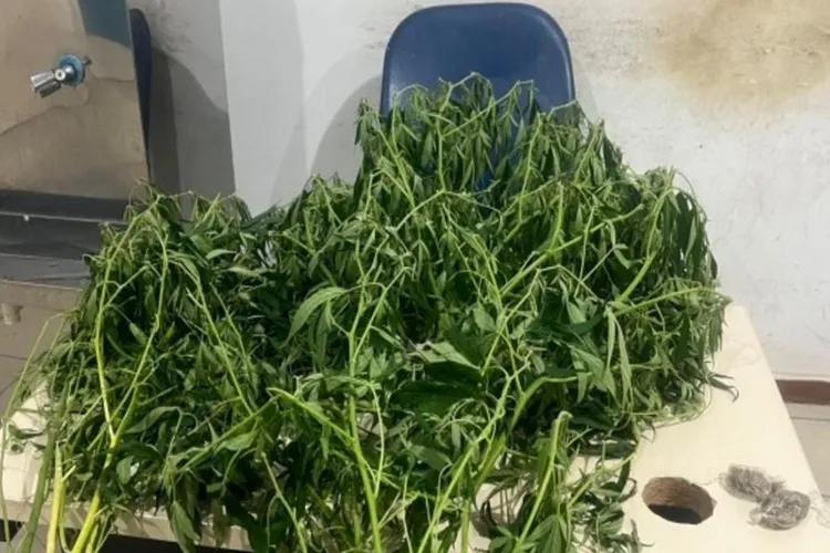 80ª CIPM localiza plantação de maconha na zona rural de Encruzilhada