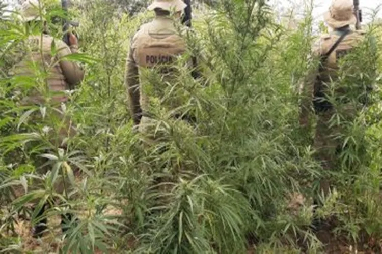 Policia Militar erradica 45 mil pés de maconha em Curaçá