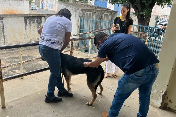 Brumado: Dia D de vacinação antirrábica para cães e gatos neste sábado (03)