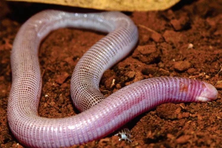 Nova espécie de cobra de duas cabeças é descoberta na cidade de Caetité