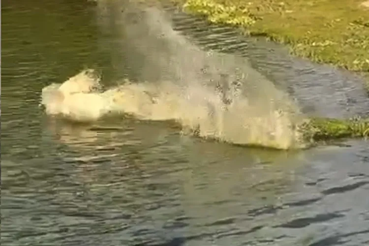 Vídeo: Cachorro é atacado por jacaré na Lagoa Manoel Caculé